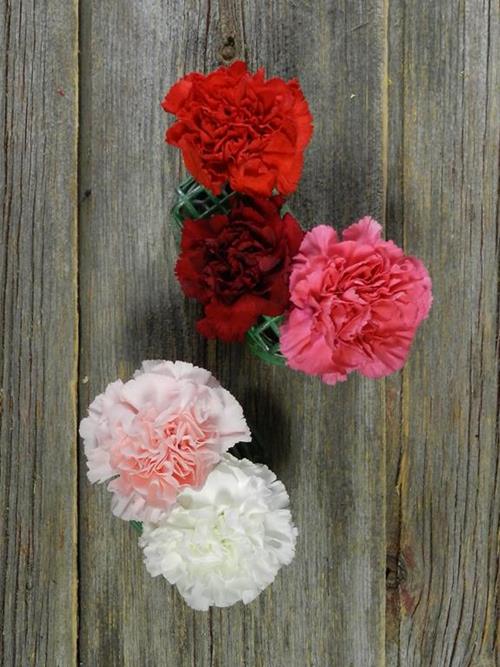 VALENTINES DAY PACK ASSORTED CARNATIONS